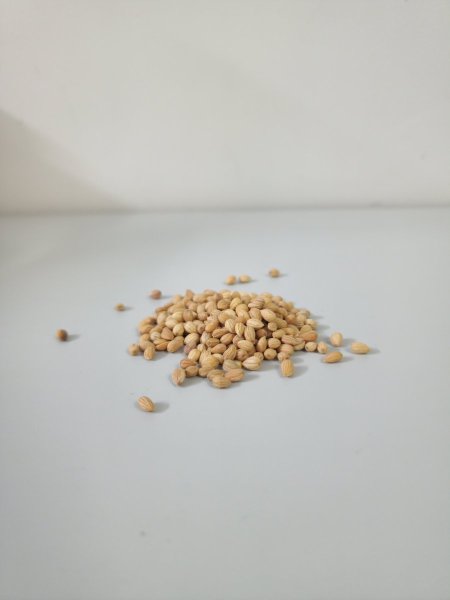 محلب حب