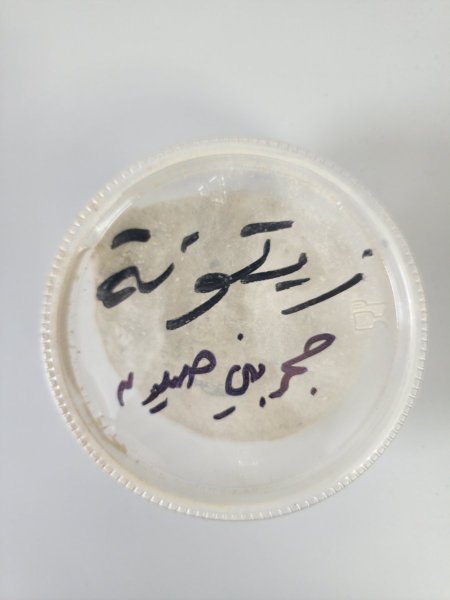 زيتونه حجر بني صهيون